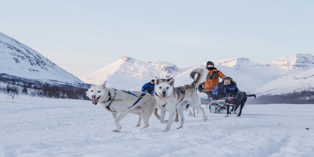 Dog Sledding Adventures in Norway