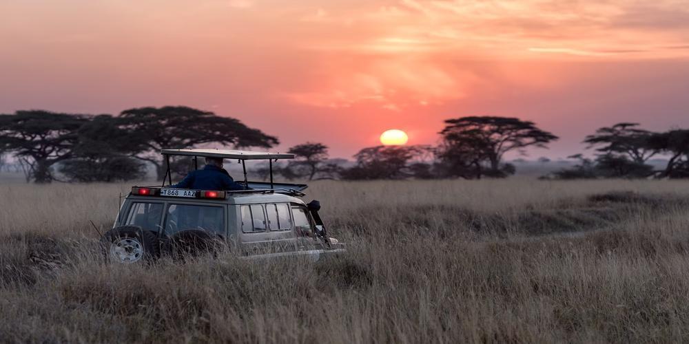 A Guide to Planning the Perfect Safari in Africa