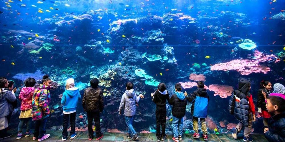 Top 5 must-visit aquariums in the United States for your next adventure