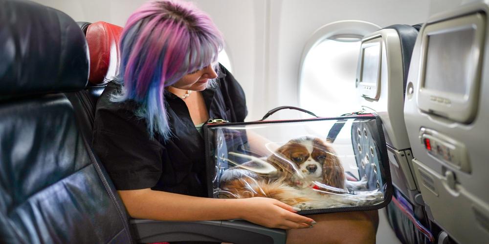 Tips for an air journey with pets