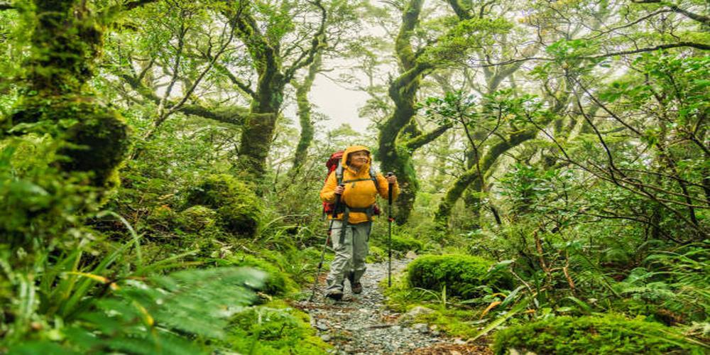 Best Hiking Trails in New Zealand