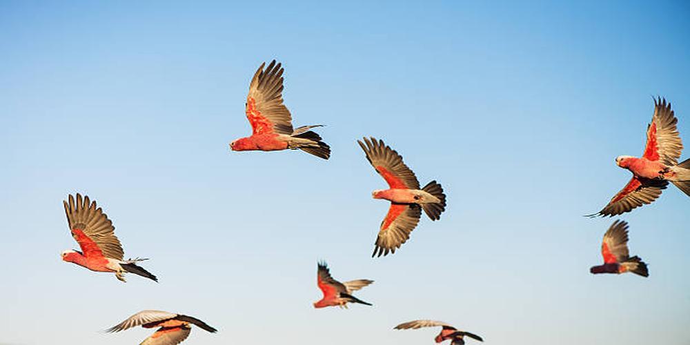 Birdwatching Hotspots in Australia